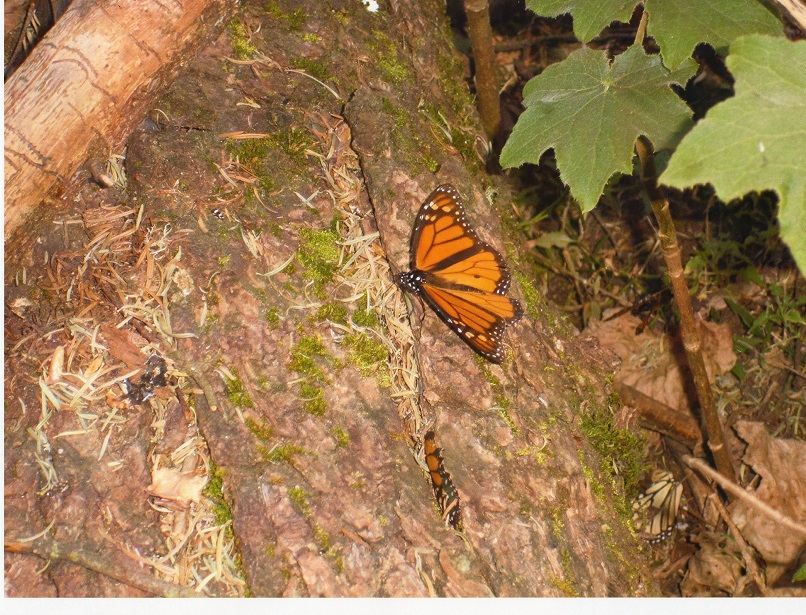 Mariposa monarca mafer